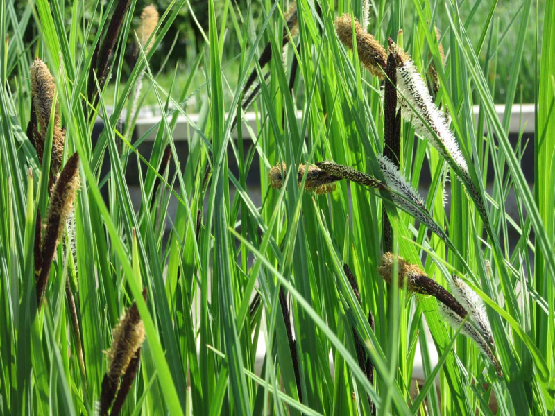 Preview: Schlank-Segge